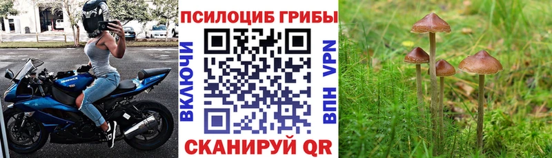 Псилоцибиновые грибы мицелий  где найти наркотики  Егорьевск 